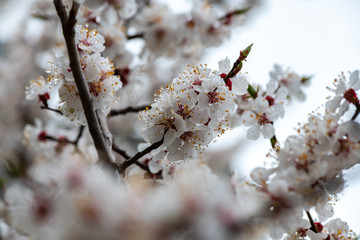 Nice white apricot spring flowers branch on blue sky background