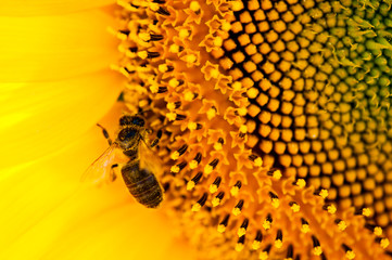 bee on sunflower