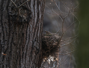 bird nest in the tree