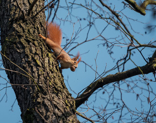 squirrel on a tree