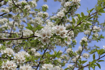 Snow-white flowers bloomed on pear tree in early spring. 