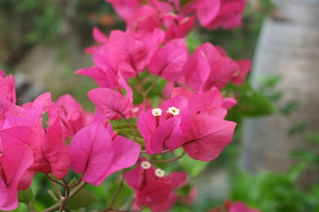 pink flowers