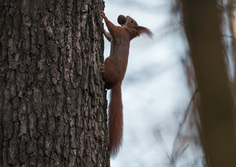squirrel on a tree