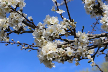 
Snow-white flowers bloomed on cherry plum in early spring