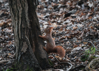 squirrel on a tree