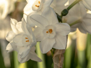 Closeup of the pretty delicate white flowers of Narcissus Paperwhite in spring