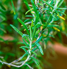 
Rosemary growing in a pot on the balcony.