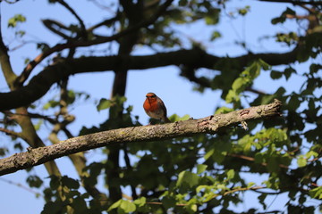 beautifull red breated robin high on a brach ,a bird loved by all 