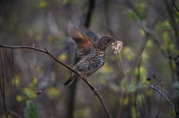 common pheasant bird
