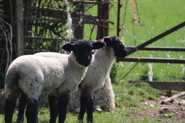 Obraz premium sheep and baby new born spring lambs with woollen coats 
