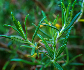 
Rosemary growing in a pot on the balcony.