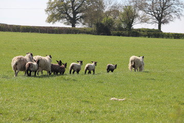 Fototapeta premium sheep and baby new born spring lambs with woollen coats 