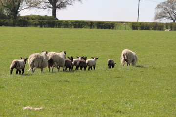 sheep and baby new born spring lambs with woollen coats 