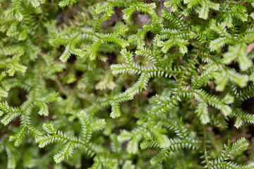 fern leaf background