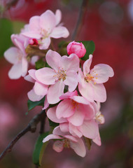 Fototapeta na wymiar Branch of a blossoming apple tree in the spring.