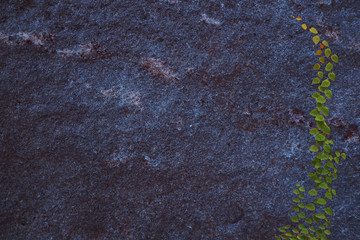 ancient navy color granite stone surface of cave for interior and coat bottons leaves