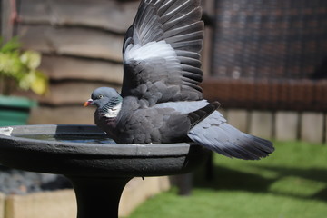 adult pigeon washing in a garden bird bath