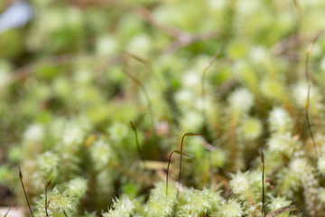 moss on the grass
