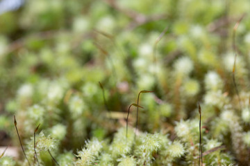 moss on the grass