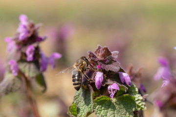 European honey bee (Apis mellifera) is the most common of the 7–12 species of honey bees worldwide. European honey bee on a purple flower Lamium purpureum. 