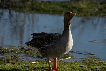 Goose at the elbe river