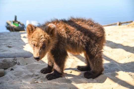 A teenage brown bear walks on the Bank of a Siberian river near the water
