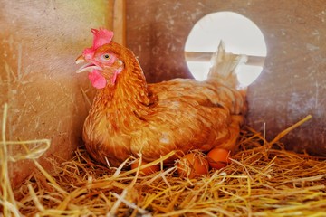 A brown chicken hatching eggs at a farm in Thailand