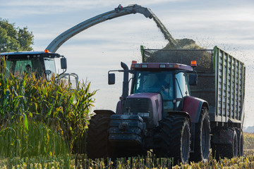 Maisernte, Maishäcksler in der Aktion, Erntewagen mit Traktor