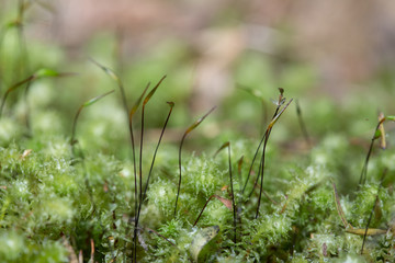 green grass background