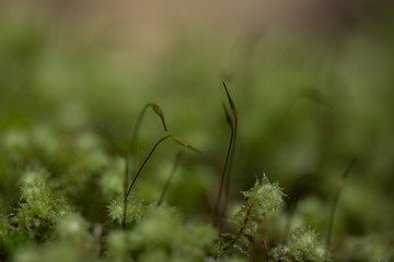grass in the wind