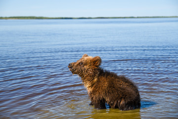 A teenage brown bear walks on the Bank of a Siberian river near the water
