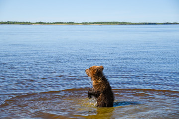 A teenage brown bear walks on the Bank of a Siberian river near the water
