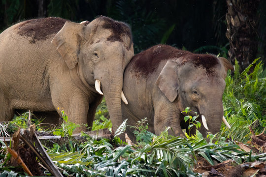 Borneo Pigmy Elephant 