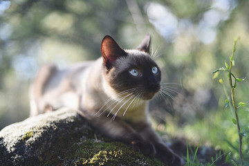 Warm image of a Siamese cat on a stone with moss in nature watching the calm.
