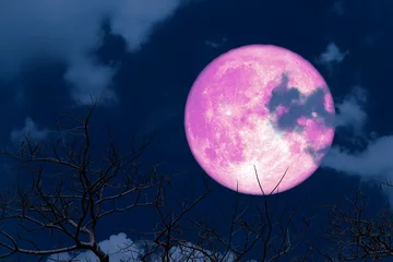 Photo sur Plexiglas Anti-reflet Pleine Lune arbre Lune bleue rose arrière silhouette nuage doux arbre branck sec sur le ciel nocturne