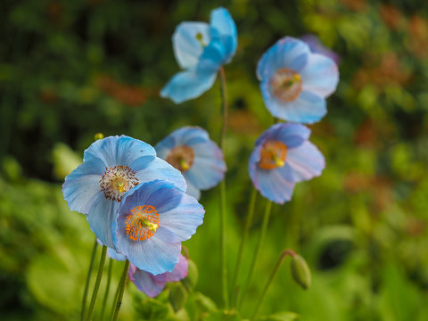 Lovely blue Meconopsis, Himalayan poppies, flowering in a summer garden with soft focus