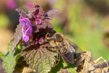European honey bee (Apis mellifera) is the most common of the 7–12 species of honey bees worldwide. European honey bee on a purple flower Lamium purpureum. 