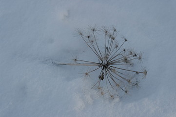 umbrella of a dry plant on white snow