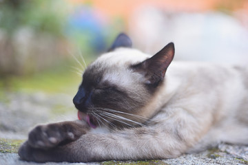 Siamese cat lying down and licking on an outdoor patio on a warm day.