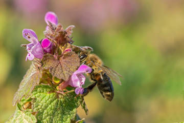 European honey bee (Apis mellifera) is the most common of the 7–12 species of honey bees worldwide. European honey bee on a purple flower Lamium purpureum. 