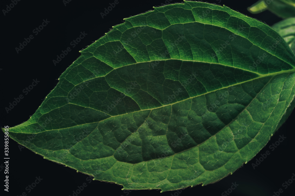 Poster close up beautiful green leaf pattern background texture for design. macro photography view.