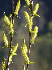 Detail of willow Salix sp. branches with blooming male catkins in spring with dark blue and green background