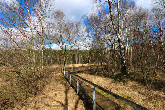 Wanderweg im Moor