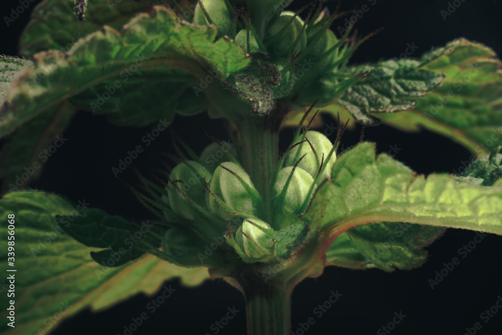 Poster close up beautiful green leaf pattern background texture for design. macro photography view.