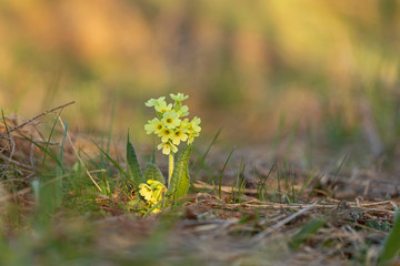 Primula elatior, the oxlip (or true oxlip), is a species of flowering plant in the family Primulaceae. Primula elatior (oxlip) one of the first spring flowers.