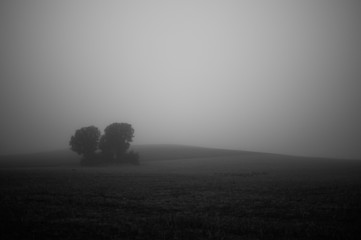 lonely tree in the fog