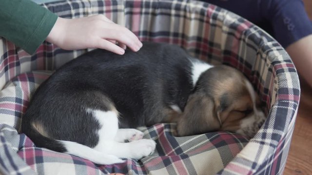 Children stroke a sleeping beagle puppy at home.