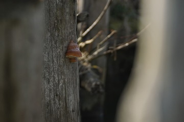 Pilz am verwitterten Stamm