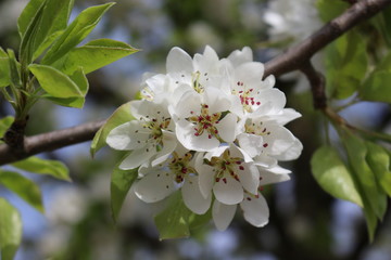 Snow-white flowers bloomed on pear tree in early spring. 