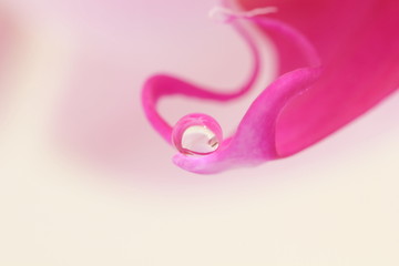 abstract pink background